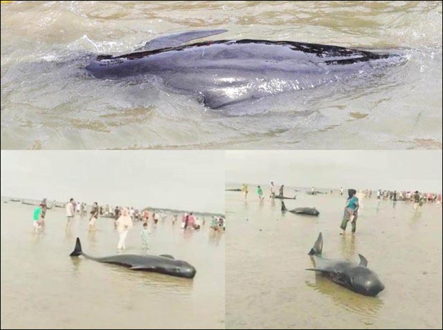 Terdampar di Pantai Modung Bangkalan, Puluhan Paus Mati