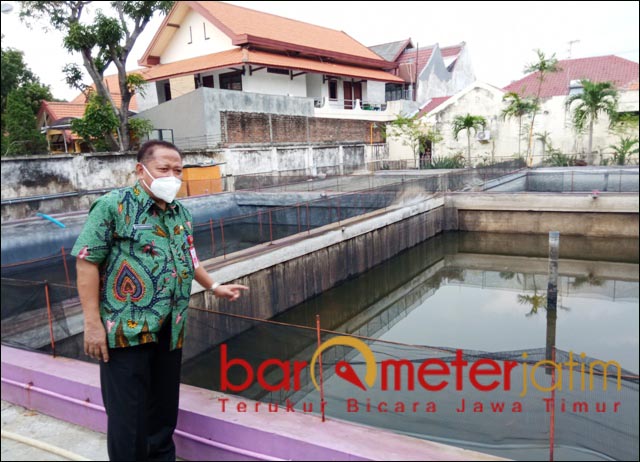 Pandemi, Yuk Budidaya Udang Vaname Skala Rumah Tangga