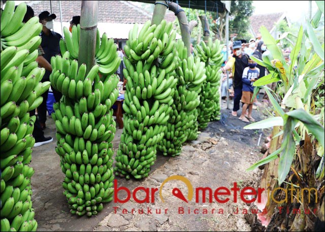 Kesengsem Pisang Dampit, Khofifah Beri Nama Pisang Mulia