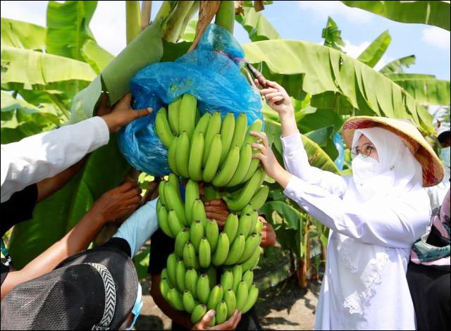 Permintaan Tinggi, Banyuwangi Kembangkan Pisang Cavendish