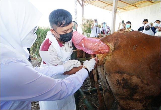 Pengembangan Sapi BB-Wagyu, Banyuwangi Jadi Pilot Project