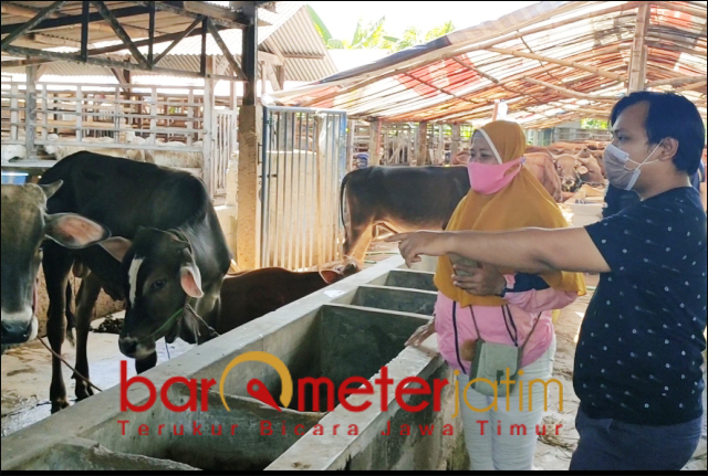 Jual Hewan Kurban Saat Corona, Pedagang Ini Tetap Untung