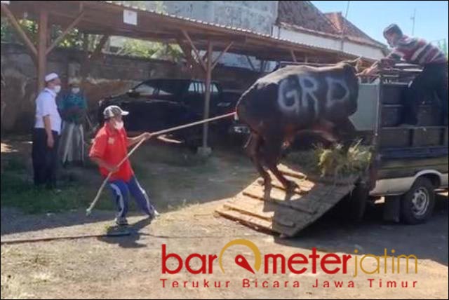 Situasi Pandemi, Gerindra Jatim Berbagi 144 Hewan Kurban