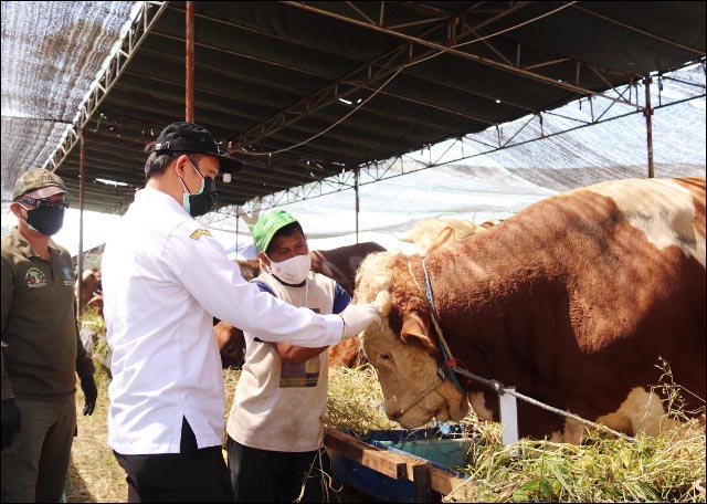 Jelang Kurban, Beberapa Hewan di Surabaya Butuh Vitamin