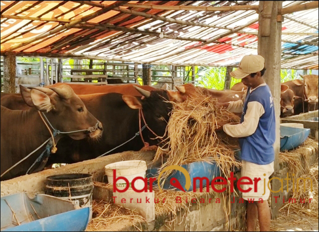 Masih Corona, Penyembelihan Kurban di Jatim Turun 10