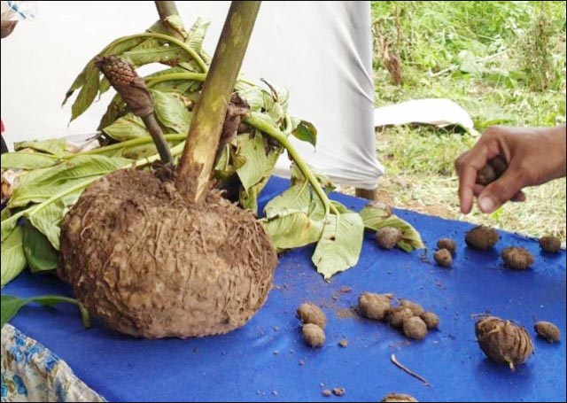 Porang Makin Redup, Gerindra Jatim Terpanggil Jadi Penangkar