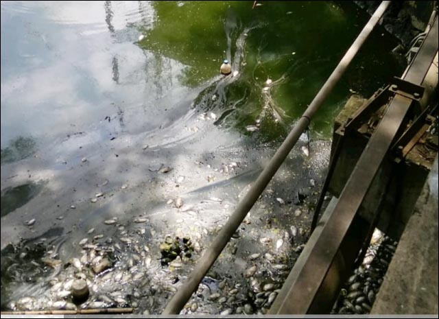 DLH Surabaya Sebut Ikan Mati di Waduk SIER Bukan karena Pencemar Organik, Lalu?