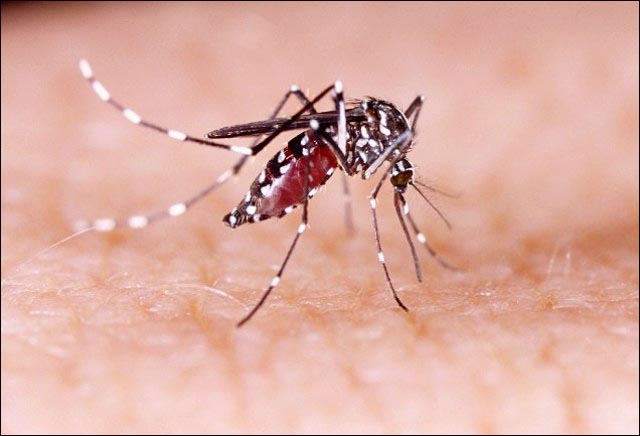 Puluhan Warga Jatim Diserang DBD, Yuk Pahami Gejala dan Penularannya