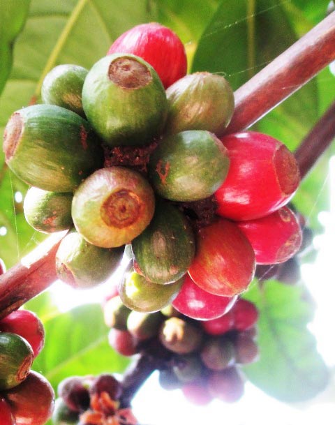 Wah, Membanggakan Kopi Excelsa Produksi Anak Muda Jombang Tembus Malaysia