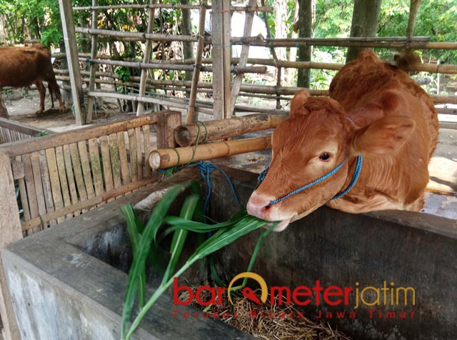 Penyakit Mulut dan Kuku Hewan Ternak Mewabah di 4 Kabupaten Jatim, Langkah Khofifah