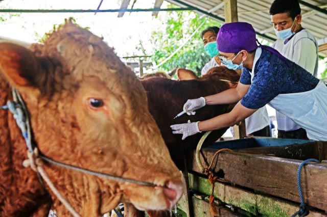 Wabah PMK di Jatim Belum Usai: 8.794 Sapi Terjangkit, 1.482 Dinyatakan Sembuh