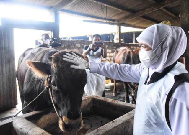 Indonesia Darurat Penyakit Mulut dan Kuku, Terbanyak di Jawa Timur: 133.460 Kasus