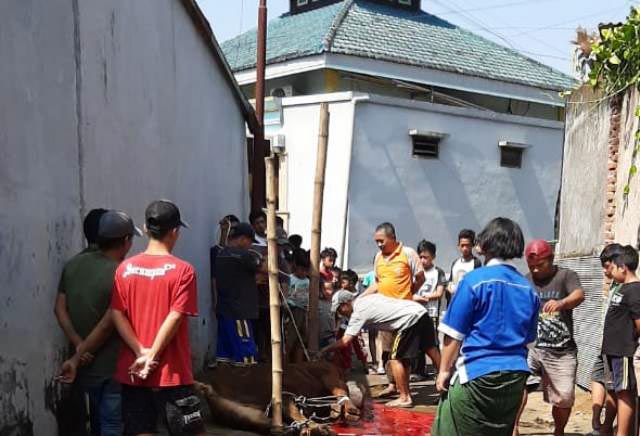 Animo Tinggi Warga Jatim Berkurban di Tengah Wabah PMK: Total 439.974 Hewan Dipotong