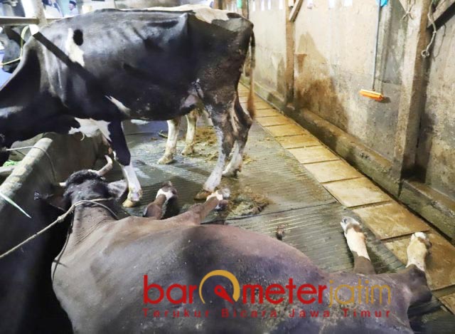 Desakan Anwar Sadad Bersambut Pemprov Jatim Akan Pakai Dana BTT Atasi Wabah PMK