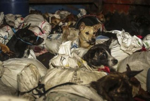 Pemkot Surabaya Terbitkan SE Larang Peredaran Daging Anjing, Kapan Pemprov Jatim Bikin Payung Hukum