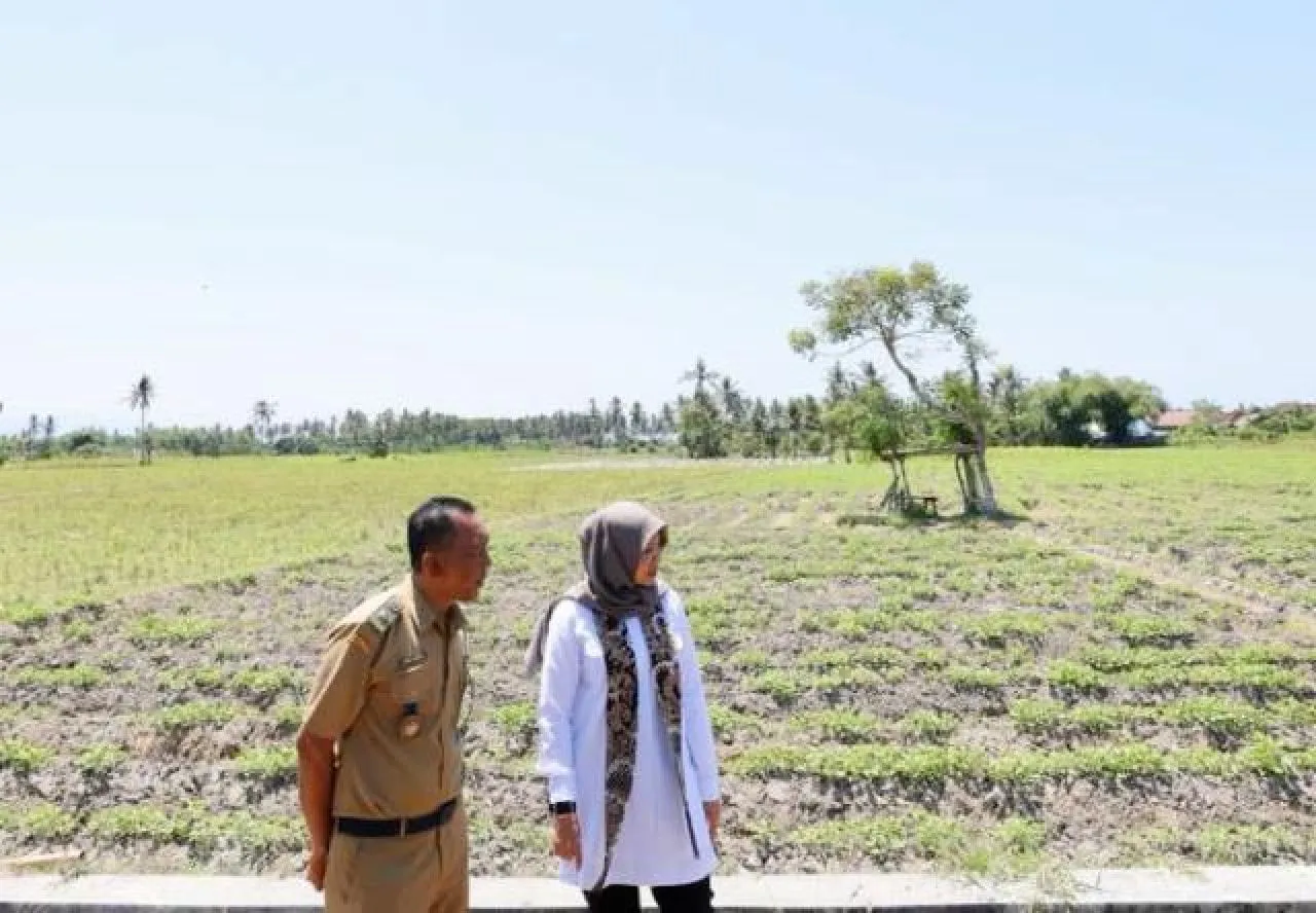 Jaga Produksi Pangan Dampak El Nino, Bupati Ipuk Instruksikan Dinas Terkait Pantau Debit Air Irigasi