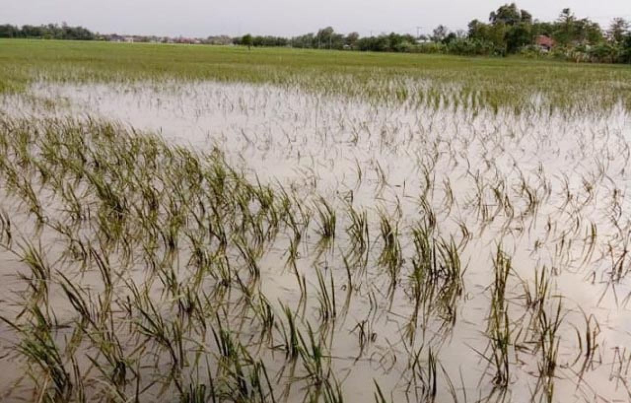 Sedih! Di Tengah Beras Mahal dan Langka, 786,28 Hektare Sawah di Jatim Dipastikan Gagal Panen