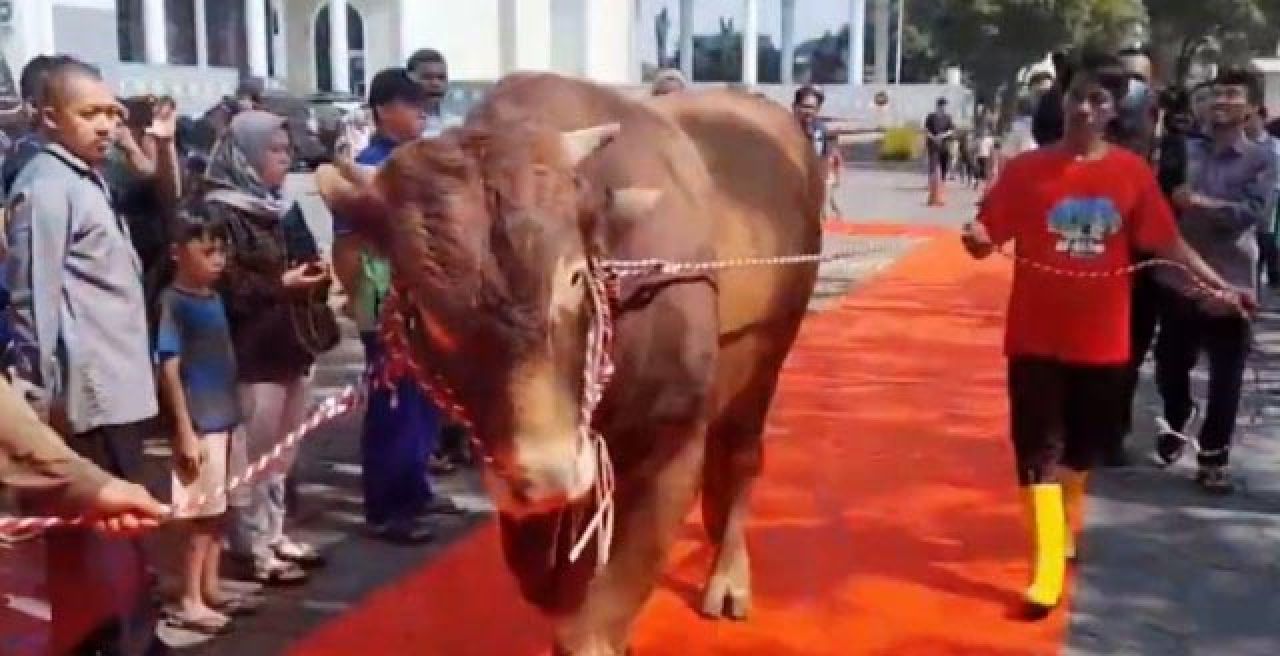 Sapi Kurban Jokowi di Masjid Al Akbar Surabaya Disambut Karpet Merah, Wow! Untuk Apa?