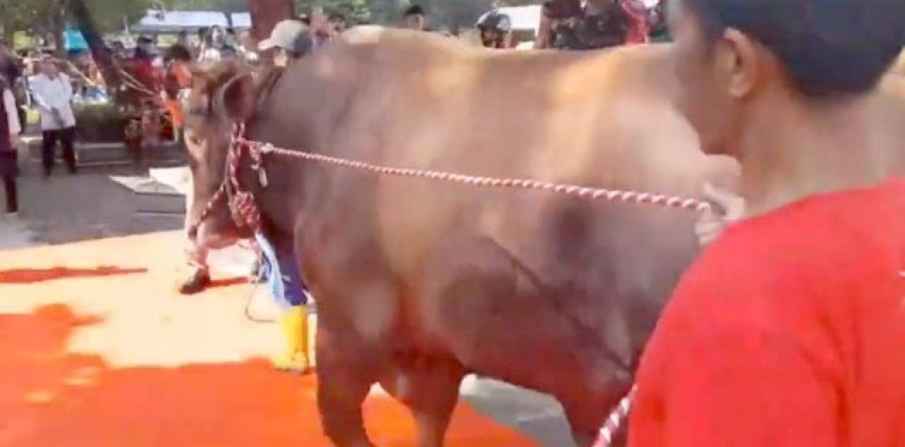 MAKI Jatim Senggol Pengurus Masjid Al Akbar Surabaya: Karpet Merah buat Sapi Terlalu Berlebihan!