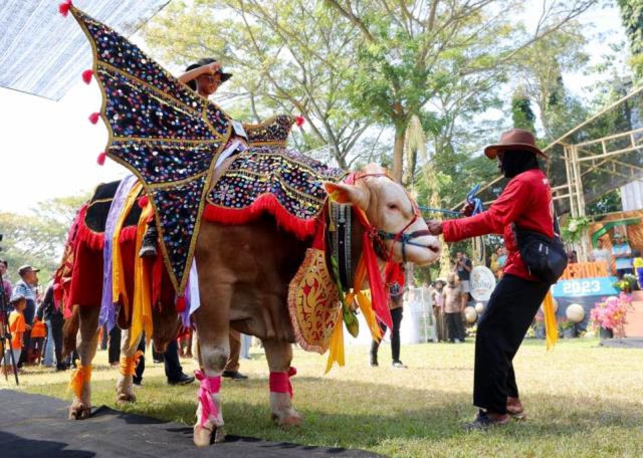 Serunya Parade Hewan Ternak di Banyuwangi Livestock Contest 2023, Sapi 1,136 Ton Jadi Pemenang