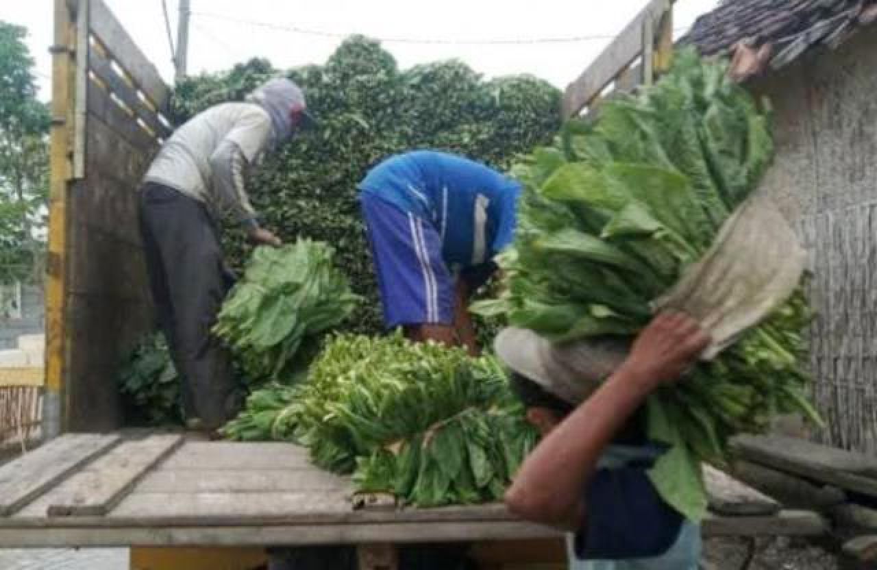 APTI Bojonegoro Tolak Pasal Zat Adiktif Tembakau di RPP UU Kesehatan: Bisa Terjadi Turbulensi Ekonomi!