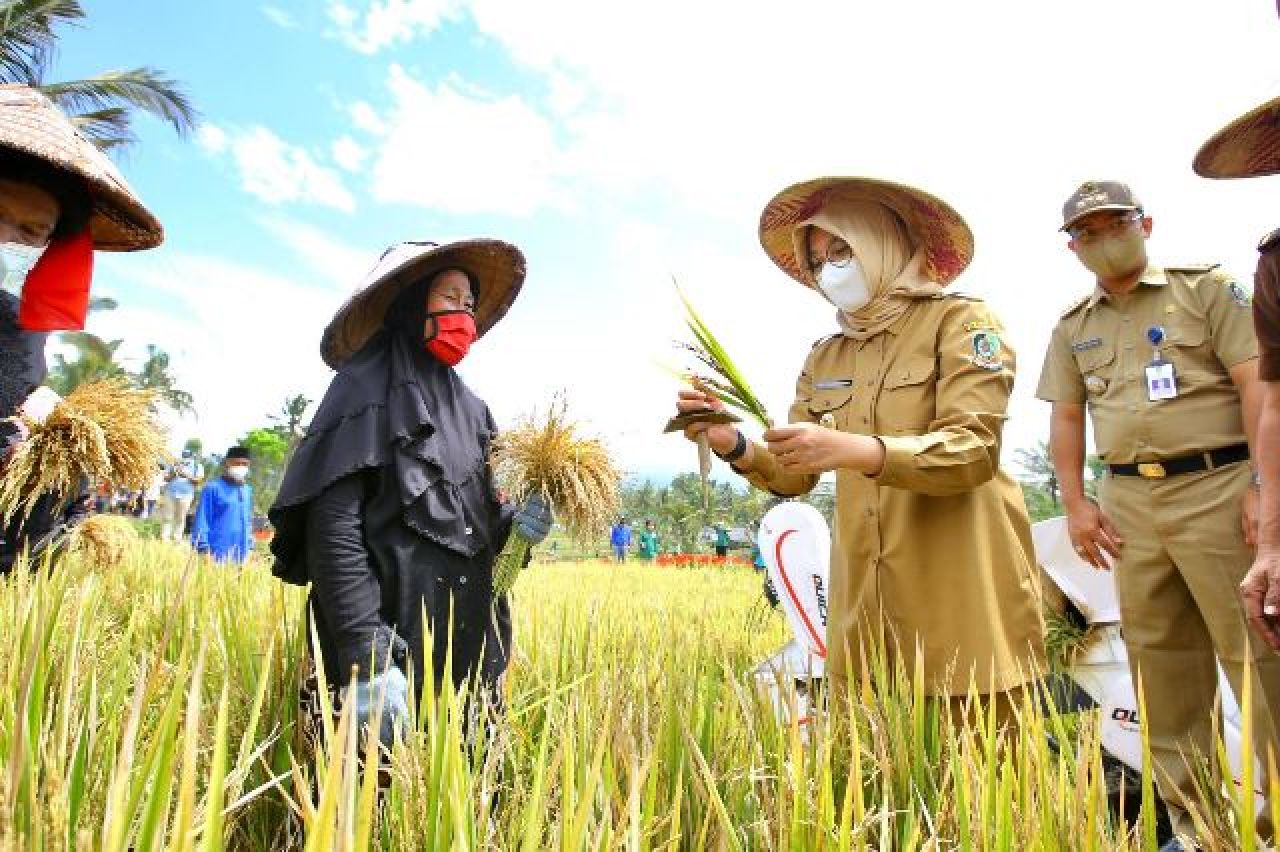 Meski Stok Pangan Beras Aman, Bupati Ipuk Minta Lakukan Langkah Antisipasi Dampak El Nino