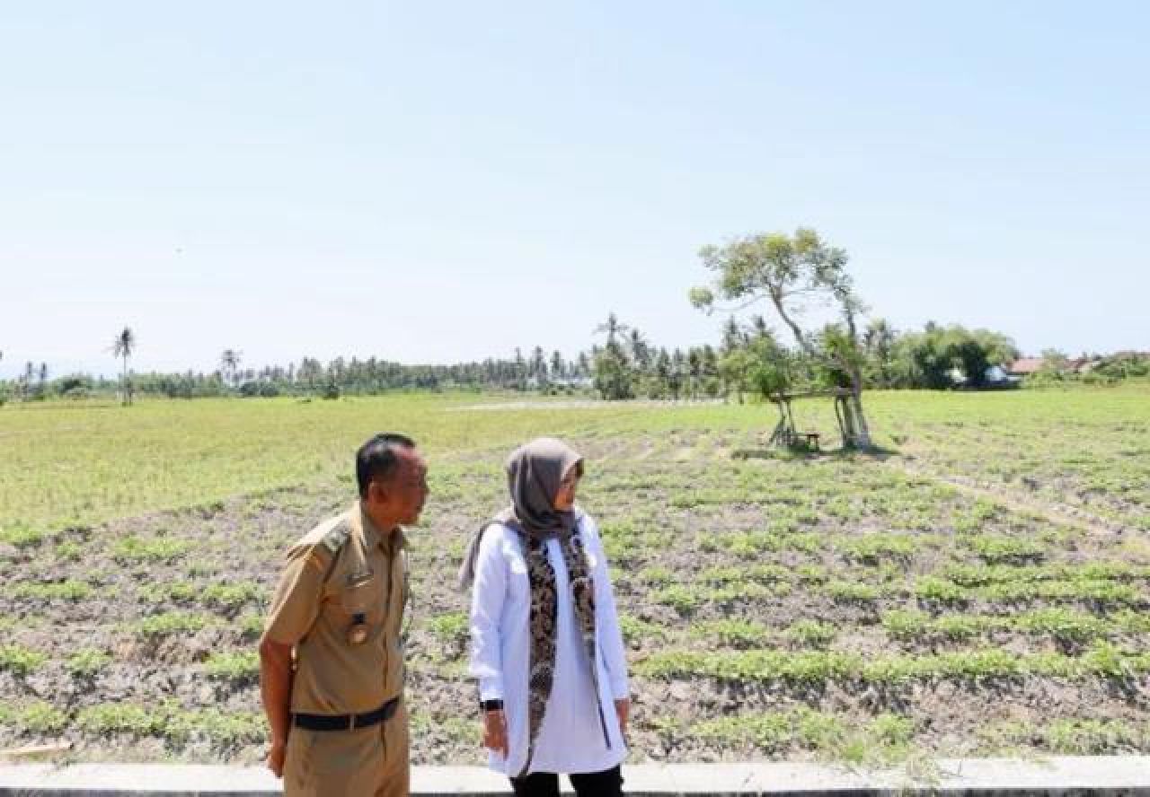 Jaga Produksi Pangan Dampak El Nino, Bupati Ipuk Instruksikan Dinas Terkait Pantau Debit Air Irigasi