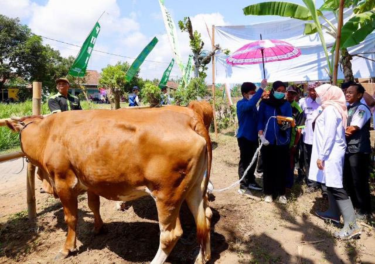 Program Ini Kerek Produktivitas Sapi Banyuwangi, Kini 30.000 Lahir per Tahun