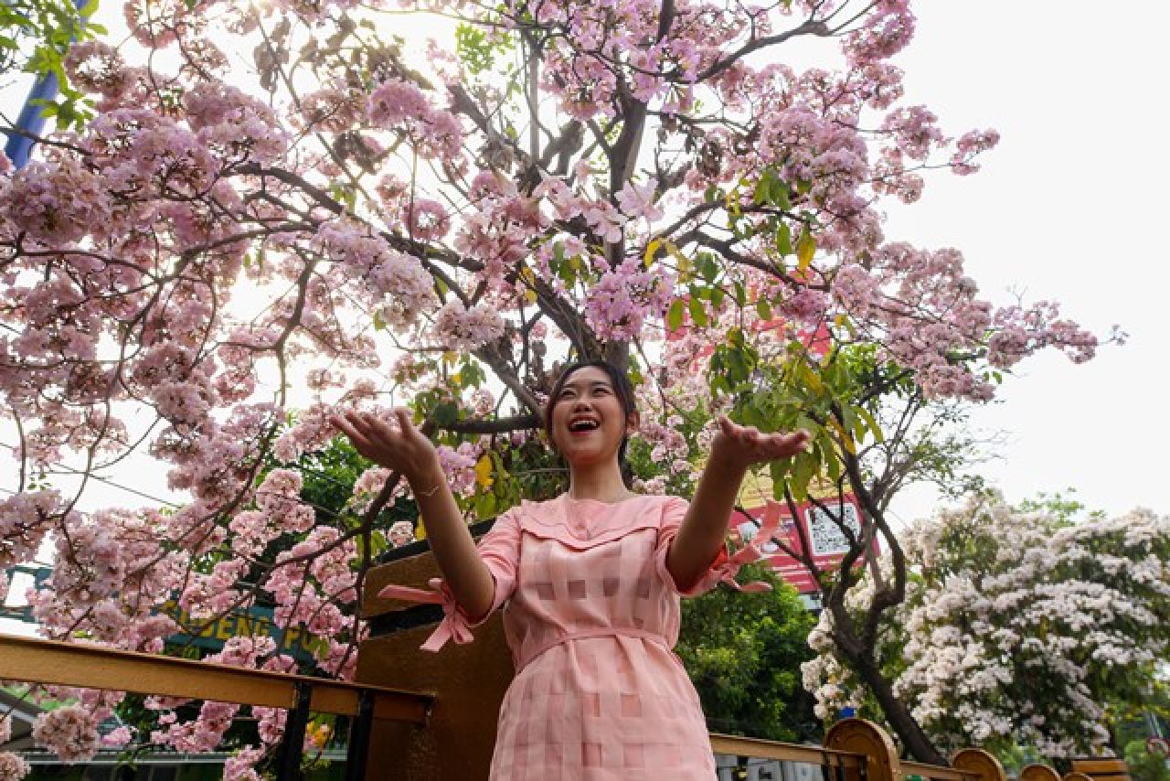 16.300 Pohon Bunga Tabebuya Bermekaran, Surabaya Makin Cantik di Hari Pahlawan