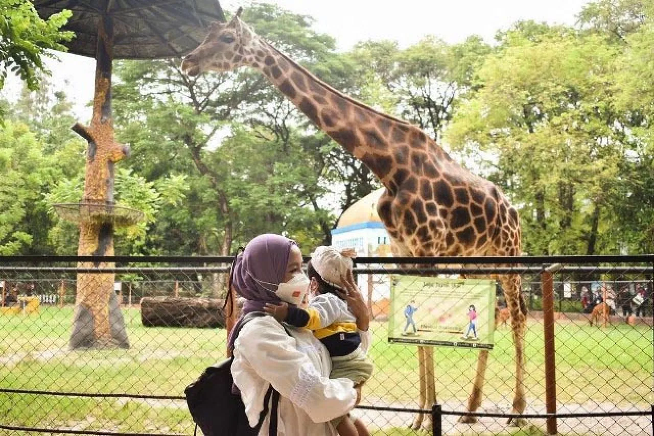 Membludak! Hari Kedua Lebaran Kebun Binatang Surabaya Diserbu 15 Ribu Pengunjung