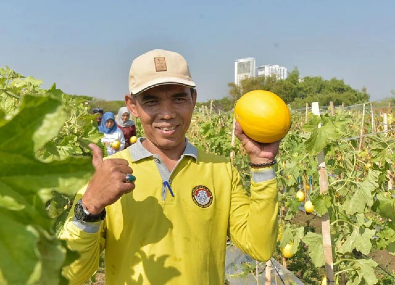 Pemkot Surabaya Bareng Poktan Panen 2 Ton Golden Melon, Warga Bisa Beli Petik Sendiri!