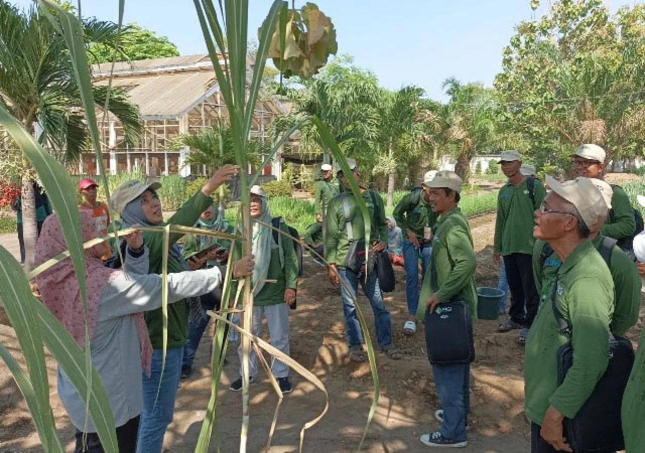 Genjot Produksi Tebu, Disbun Jatim Gembleng Petani Lewat Pelatihan