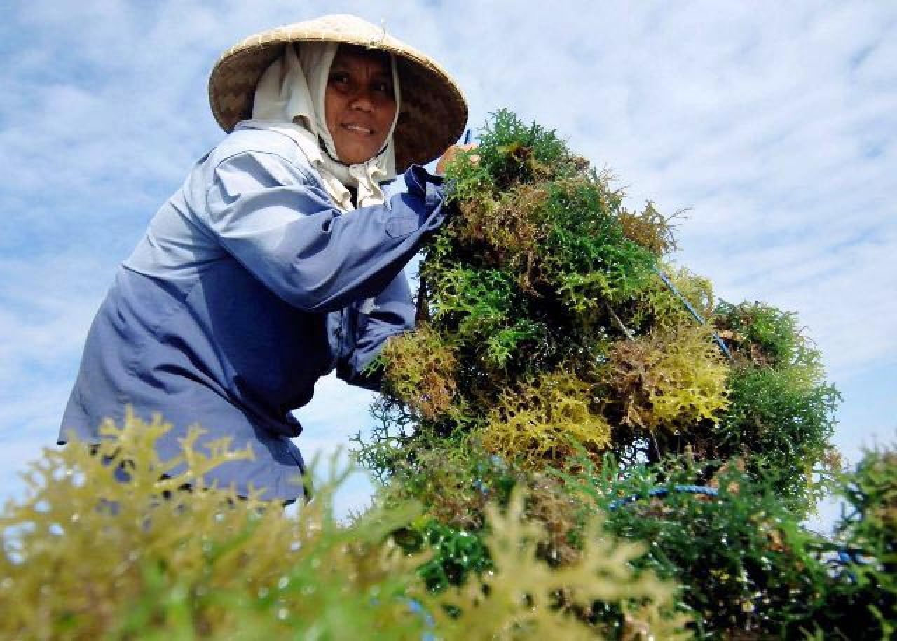 Berkontribusi Besar, Rumput Laut Jadi Komoditas Kelautan dan Perikanan Unggulan di Jatim