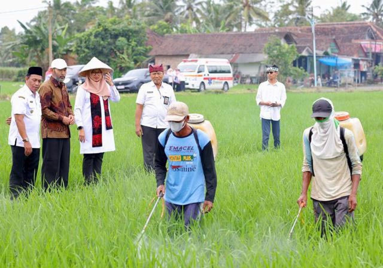 Permintaan Tinggi, Beras Organik Banyuwangi Tersedia di 18.000 Supermarket se-Indonesia