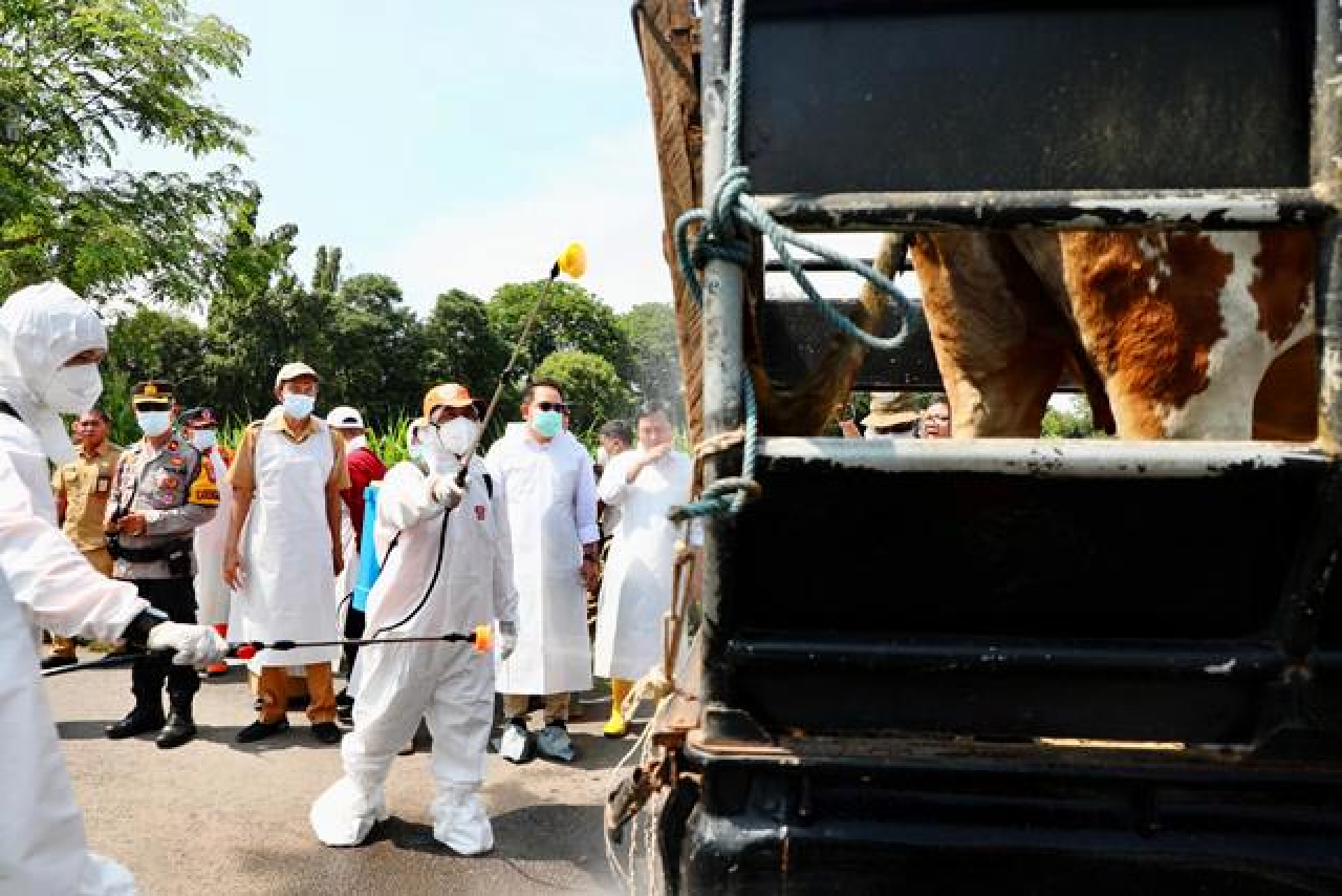 Wabah PMK Serang 12.934 Sapi di Jatim, 689 Mati, 272 Dipotong Paksa!