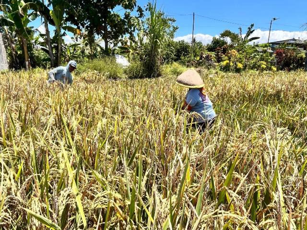 Produksi Beras Banyuwangi Surplus 159.320 Ton, Indikator Positif Swasembada Pangan!