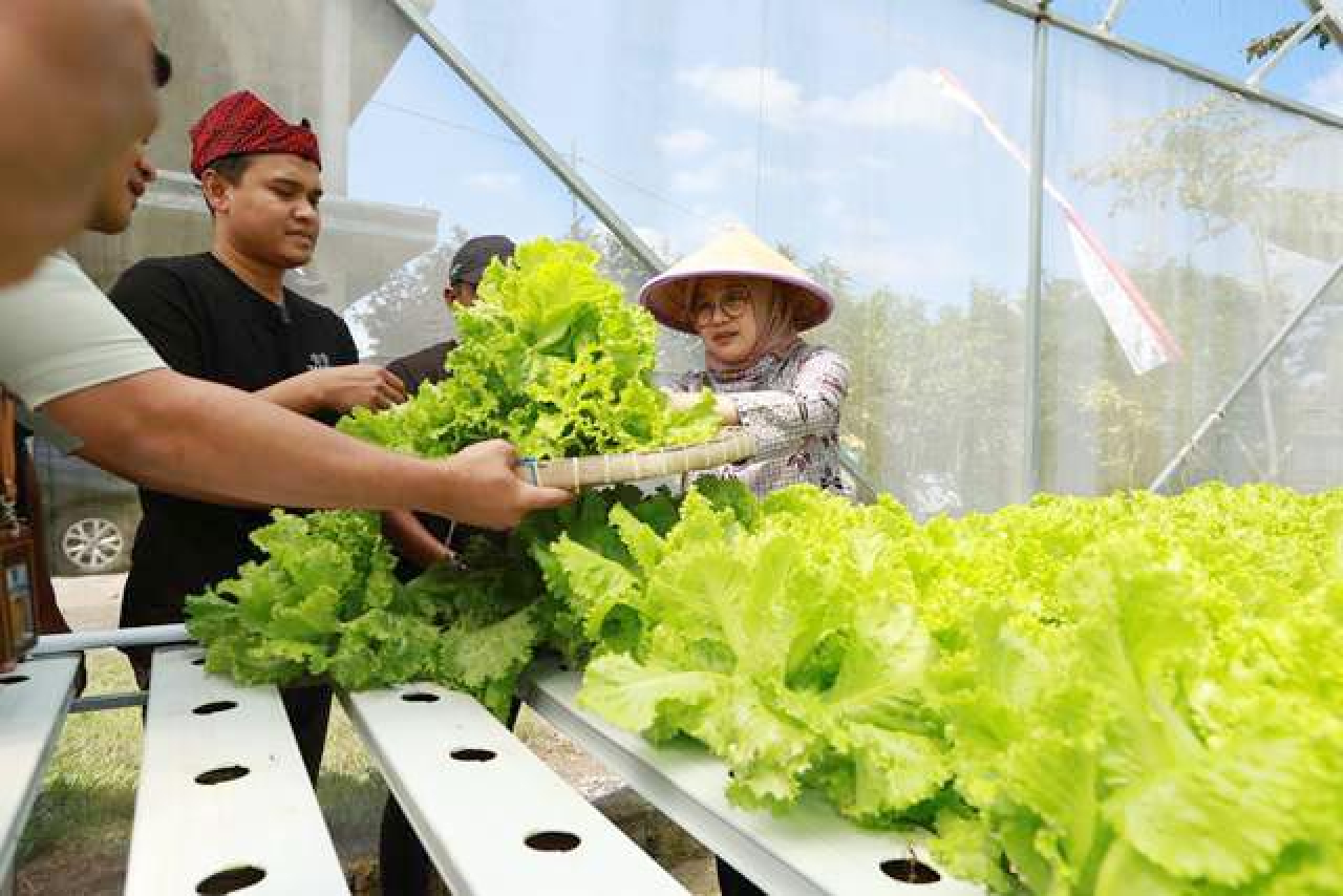 2 Petani Muda Banyuwangi Cuan dari Hidroponik Selada, Sebulan Raup Rp 6 Juta!