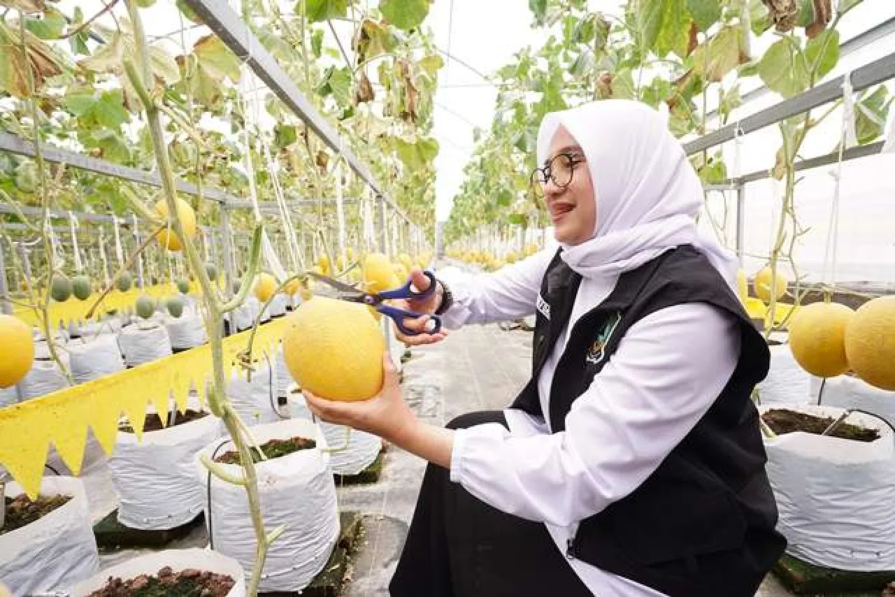 Menilik Budidaya Melon Hidroponik Banyuwangi, 2 Pekan Panen 1.000 Buah!