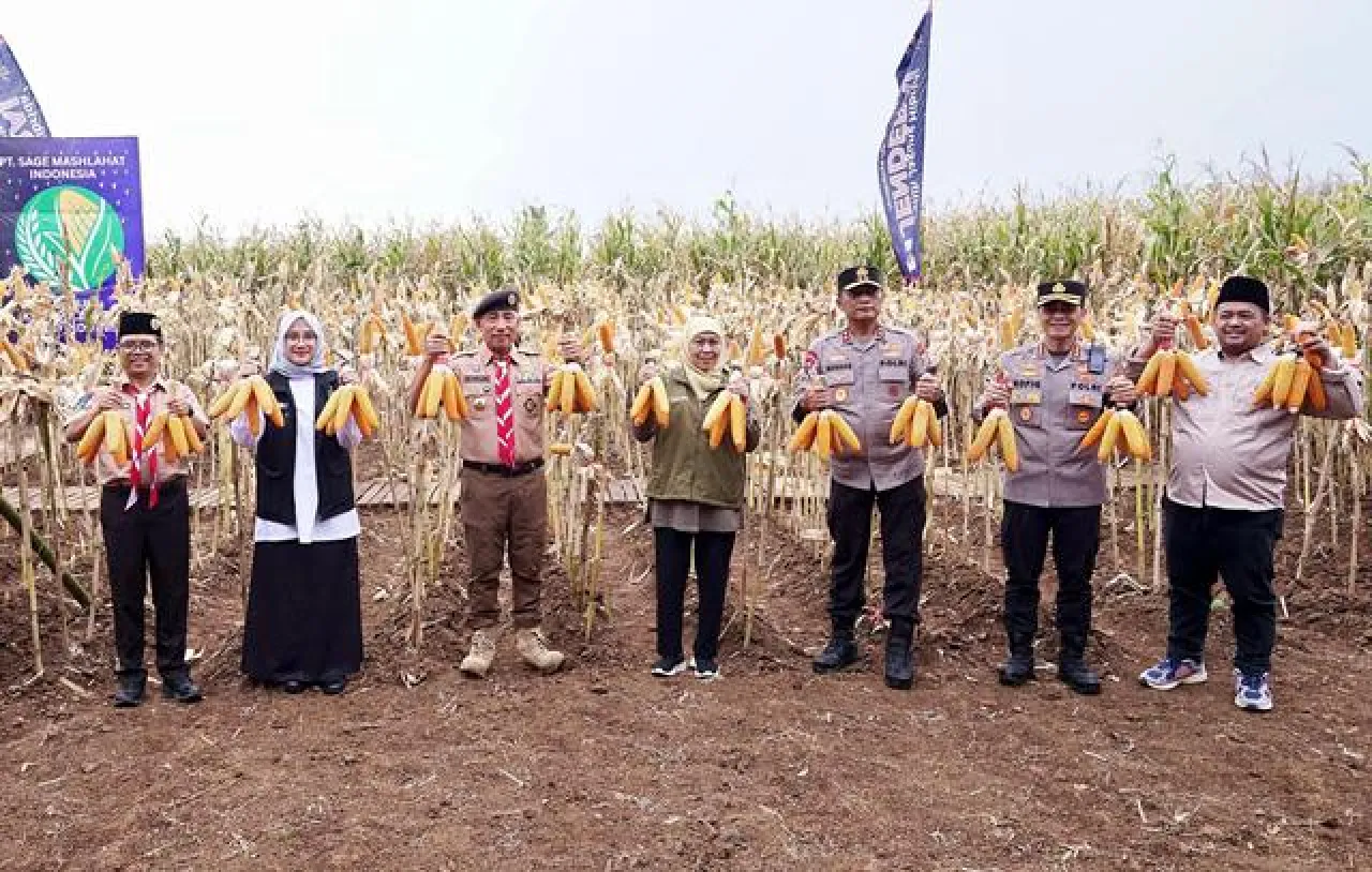 Produksi Jagung Banyuwangi Capai 250.596 Ton, Ipuk: Selalu Surplus!