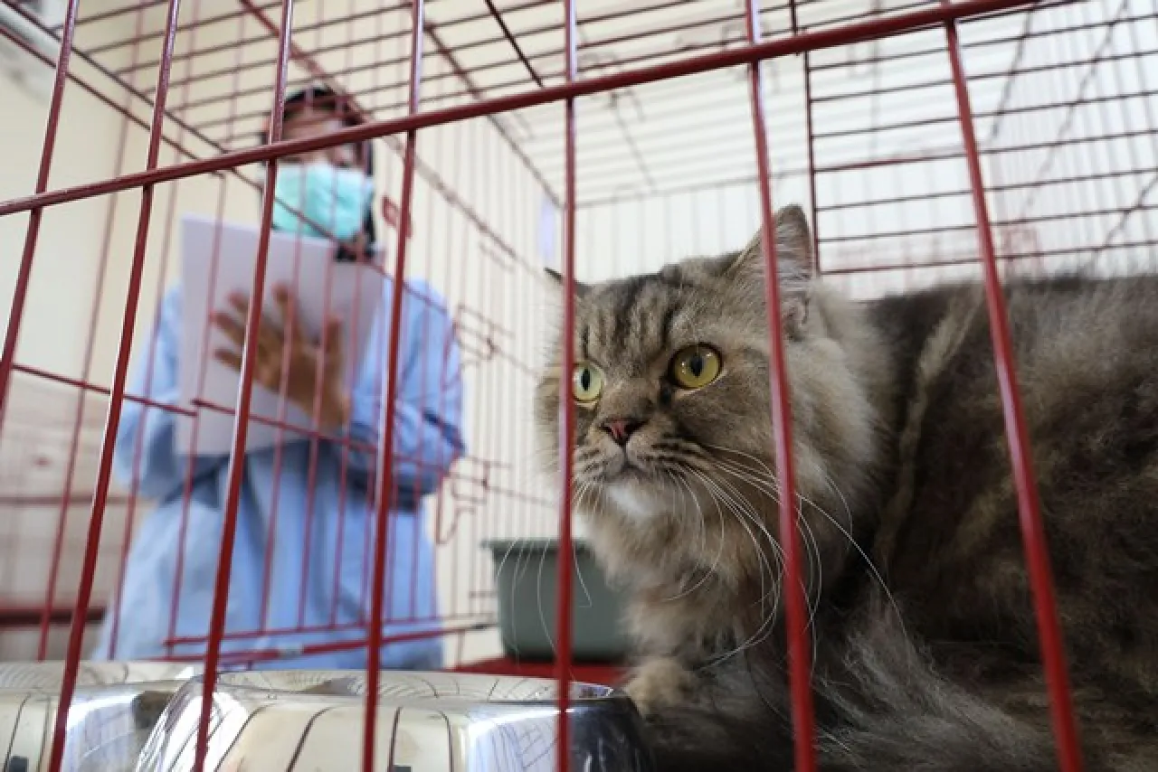 Kendalikan Populasi Kucing Lokal, Pemkot Surabaya Gelar Sterilisasi Gratis!