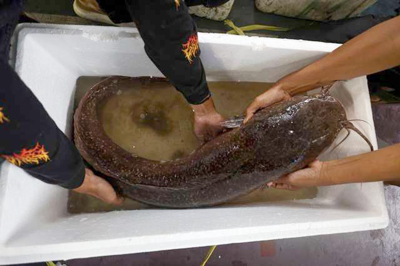 PWI-Pemkab Lamongan Gelar Kontes Lele, Juara Berbobot 10,2 Kg Laku Rp 25 Juta!