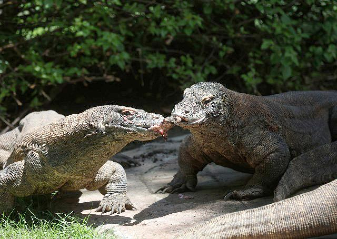 Jepang Pinjam Komodo ke KBS, Meski Nanti Beranak Tetap Milik Indonesia!