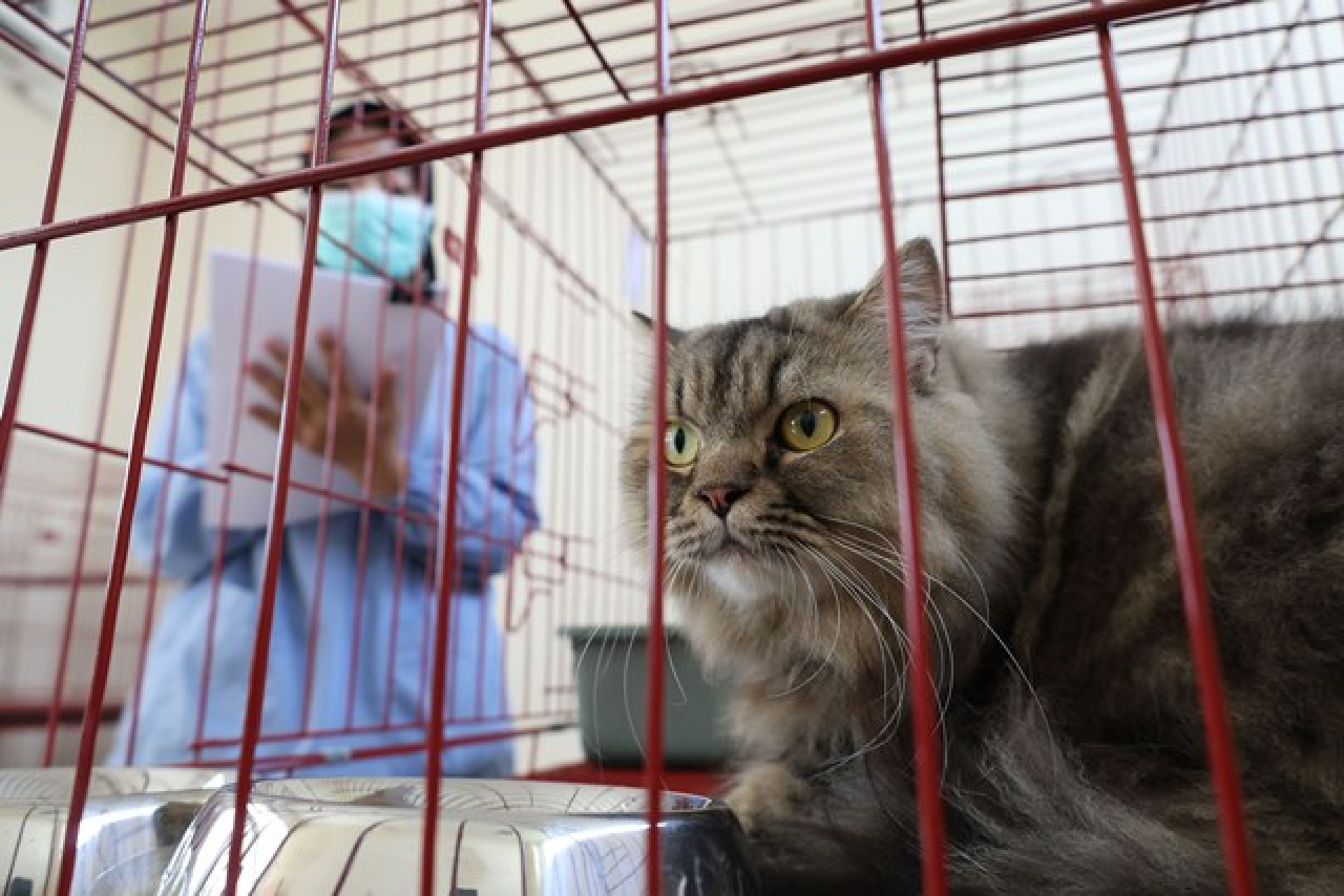 Kendalikan Populasi Kucing Lokal, Pemkot Surabaya Gelar Sterilisasi Gratis!